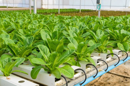 plants growing hydroponic system